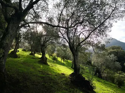 a group of trees in a field with green grass at Casa Una Storia in Sartène