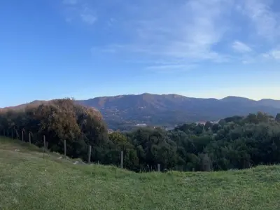 a grassy hill with trees and mountains in the background at Holiday Home Haus in der Nähe von Meer und Bergen- atemberaubende Aussicht- by Interhome in Calcatoggio