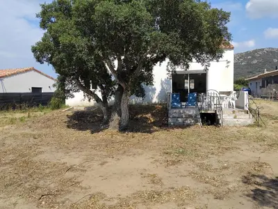 a tree in front of a white house with a tree at villa au calme à Figari in Figari