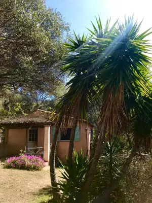 a palm tree in front of a house at La licorne in Serriera