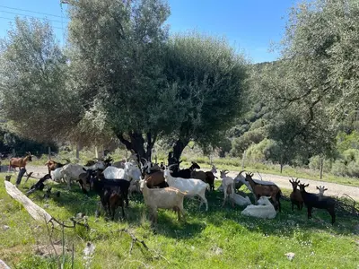 a herd of cattle standing in a field under a tree at Chioselle in Chiatra