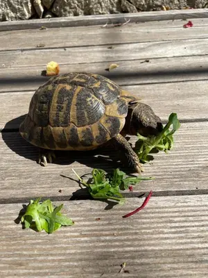 a turtle on a deck eating some food at San Ciprianu-Lecci House, seaside, beach 2'' in Lecci