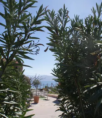 a view of the ocean from between two palm trees at A Casa Nèra in Porto Pollo