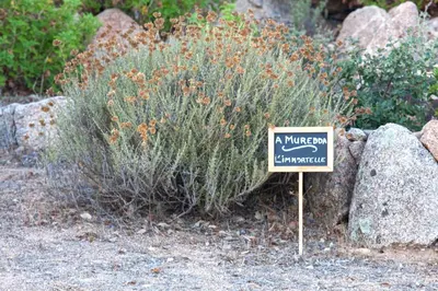 a sign in front of a plant next to some rocks at Chambres d'hôtes Casa di l'Oru in Porto-Vecchio