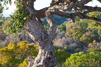a close up of the trunk of a tree at Chambres d'hôtes Casa di l'Oru in Porto-Vecchio