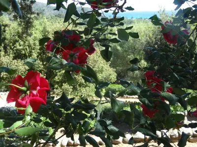 a group of red roses in a garden at Thalassa in Sainte-Lucie de Porto-Vecchio