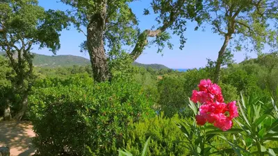 a pink flower in a field with trees and mountains at Thalassa in Sainte-Lucie de Porto-Vecchio