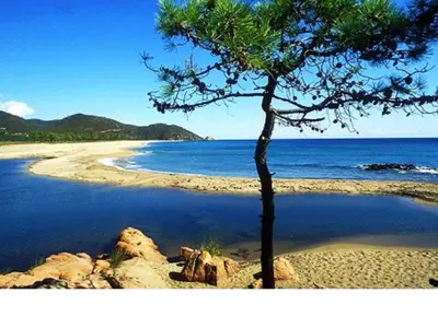 a tree on a sandy beach next to the water at Lavu Santu in Sainte-Lucie de Porto-Vecchio