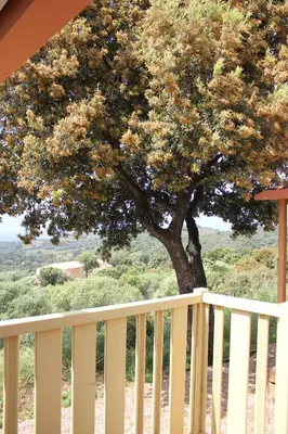a tree on a porch with a white fence at Les Hauts de Torraccia in Cargèse