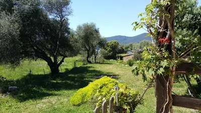 a field with trees and a house in the background at Maison Alba Rossa 56 in Serra-di-Ferro