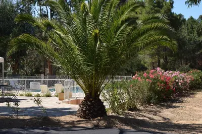 a palm tree in the middle of a park at Camping Paradella in Calenzana