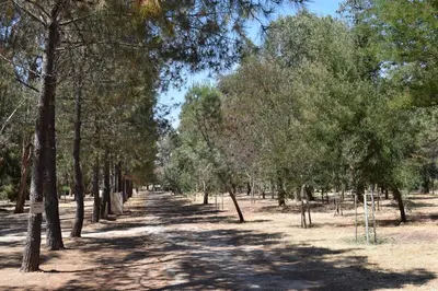 a forest of trees with a dirt road at Camping Paradella in Calenzana