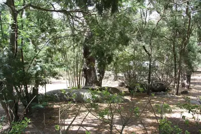 a tree in the middle of a forest at CAMPING LES ILOTS D'OR in Porto-Vecchio