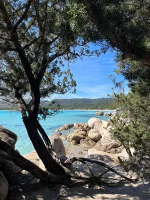 a tree on a beach with rocks and blue water at Bellavistaloc' in Porto-Vecchio
