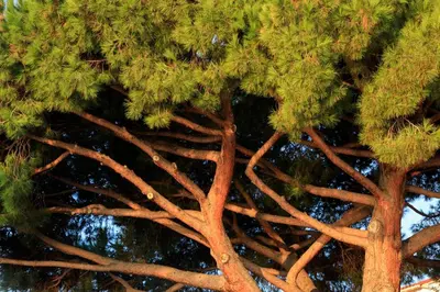 a close up of a pine tree with its branches at Hôtel Les Mouettes - Teritoria in Ajaccio
