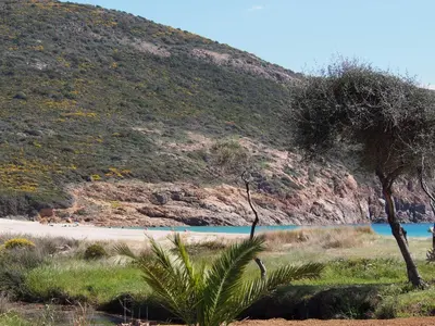 a tree in a field next to a mountain at U Casinu in Piana