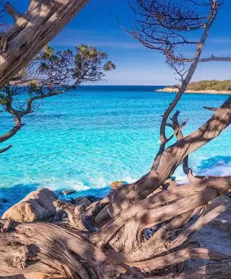 a tree on the beach with blue water at Senteurs du Maquis in Porticcio