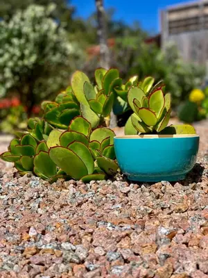 a green plant in a blue bowl on the ground at Senteurs du Maquis in Porticcio