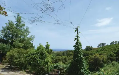 a tree with vines growing on it in a field at Cozy Apartment In Talasani in Talasani