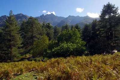 a hillside with trees and mountains in the background at 95m2 au calme à 25mn AJACCIO, plages, linge inclus parking ok in Ucciani