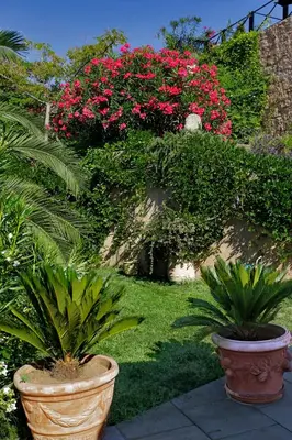 two potted plants in a garden with pink flowers at Best Western Plus San Damianu in Sartène