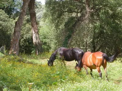 two horses grazing in a field of flowers at Maisonnette du berger de Croccano in Sartène