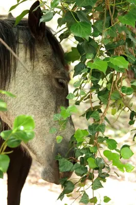 a close up of a cow eating leaves from a tree at Maisonnette du berger de Croccano in Sartène