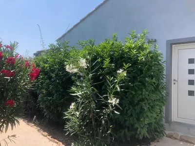a row of bushes with white flowers in front of a building at Chez Muriel in Porto-Vecchio