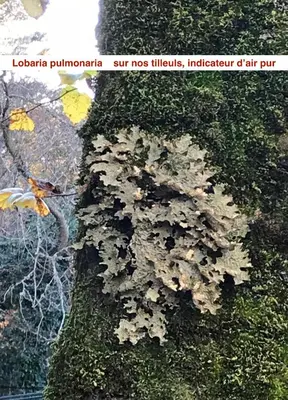 a plant growing on the side of a tree at Le Vizzavona in Vizzavona