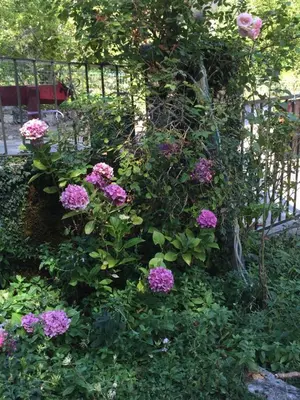 a bunch of pink flowers in front of a fence at Le Vizzavona in Vizzavona