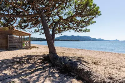 a tree sitting on a beach next to the water at Camping Golfo Di Sogno in Porto-Vecchio