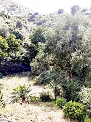 a person is standing in a field of trees at Villa SERENA in Sarrola-Carcopino