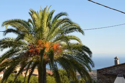 a palm tree in front of a building at maison corse en balagne in Cateri