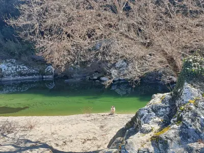 a dog sitting next to a body of water at Accendi Pipa in Campitello