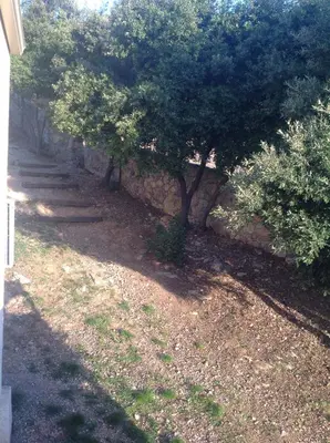 a tree sitting next to a stone wall at Apartement Alba Oletta in Oletta