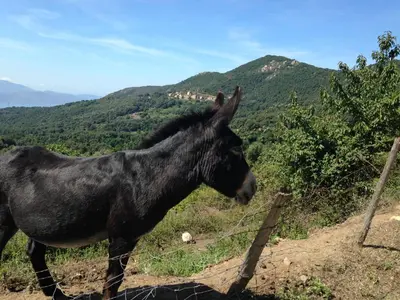 a black horse standing next to a fence at Panoramic Seaview studio Tiuccia in Casaglione
