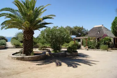 a palm tree in a yard with a house in the background at Hotel Le Ruesco in Olmeto