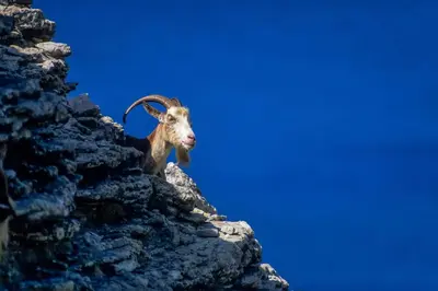 a goat standing on top of a rocky mountain at Capo D'orto - Porto - Corse in Porto Ota