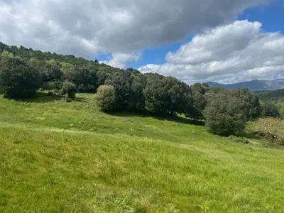 a field with green grass and trees on a hill at Auberge du col saint Georges in Grosseto-Prugna