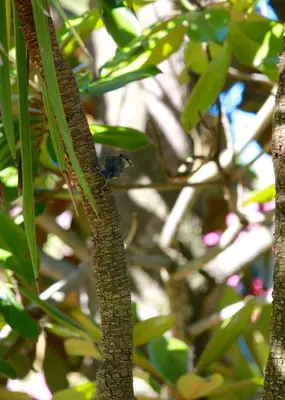a small bird sitting on a tree branch at Résidence Marina Livia in Serriera