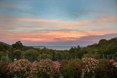 a sunset over a field of flowers and trees at Résidence U LATONU - Palombaggia in Porto-Vecchio