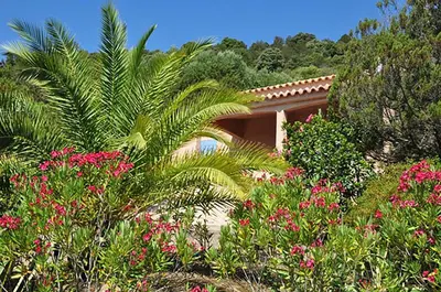 a garden with pink flowers in front of a house at Résidence U LATONU - Palombaggia in Porto-Vecchio