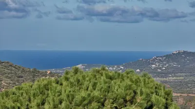 a hill with trees and the ocean in the background at locations calenzana in Calenzana