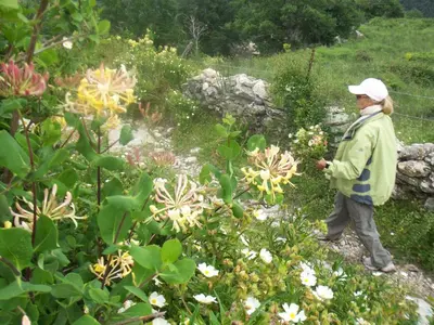 a man walking through a garden with flowers at Albaria Lodge in Saint-Florent