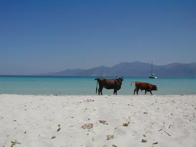 two cows walking on a beach near the water at Albaria Lodge in Saint-Florent