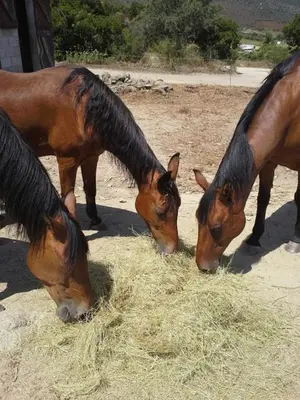 three horses are eating hay in a field at La Canardiere in Casta