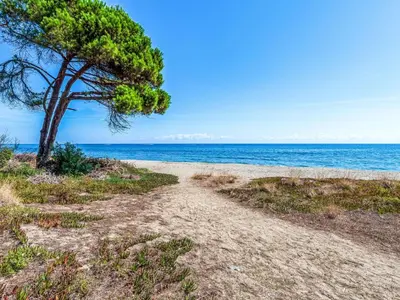 a tree on a sandy beach next to the ocean at Holiday Home Maison Christian by Interhome in Cervione
