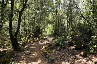 a trail in a forest with trees and rocks at Auberge des Deux Sorru in Bains de Guagno