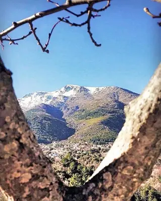 a view of a snow covered mountain from a tree branch at Auberge Casa Mathea in Poggio-di-Venaco