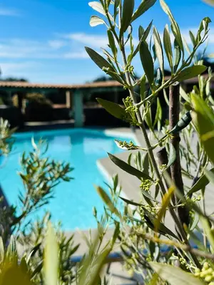 a view of a swimming pool from behind a tree at Residence Casa Di Paoli in Porto-Vecchio
